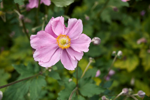 Anemone japonica Anemone japonica bloom anemone apennina stock pictures, royalty-free photos & images