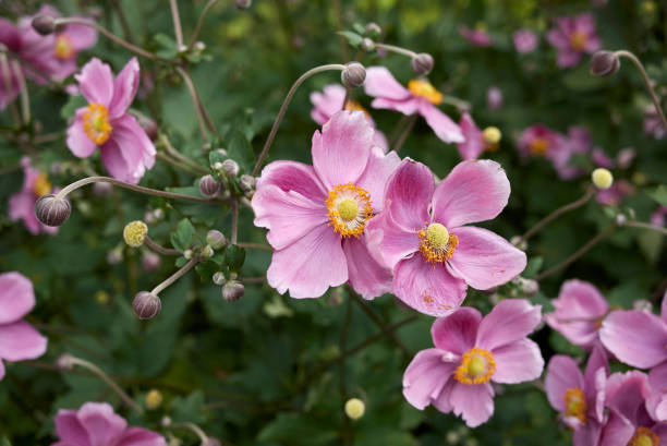 istock Anemone japonica 867012292