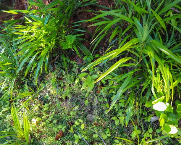 istock Seychelles nature. Mahe island. Dans Gallas trail 867012302