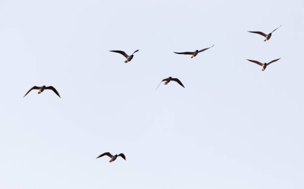 istock a flock of seagulls in the sky at sunset 867014570