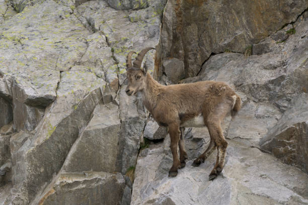 istock Ibex on a rock. French Alps. 867015170