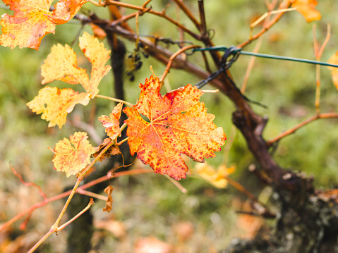 autumnal colorful photo background in october