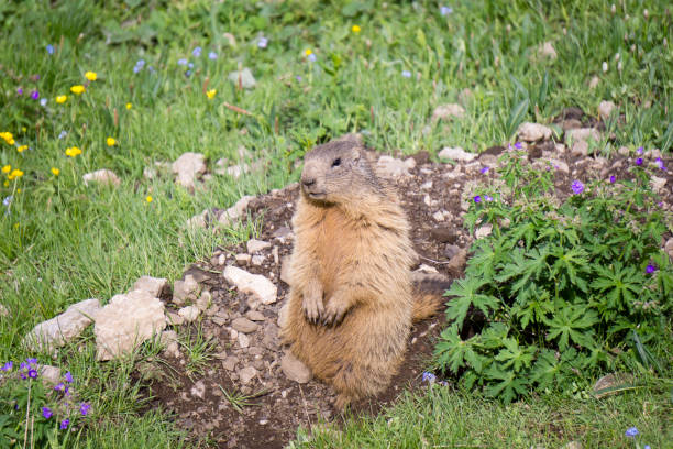 istock Alpine marmot in the natural environment. 867015742