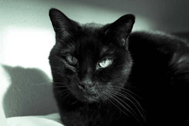 istock Black cat with visible lump tumor on the lip 867018214