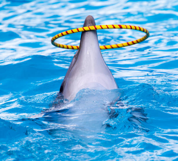 istock dolphin spinning hoop in the pool 867019286