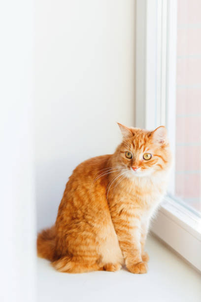 istock Cute ginger cat siting on window sill and waiting for something. Fluffy pet looks curious. 867019622