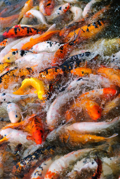 istock Red and white fishes in water 867021990