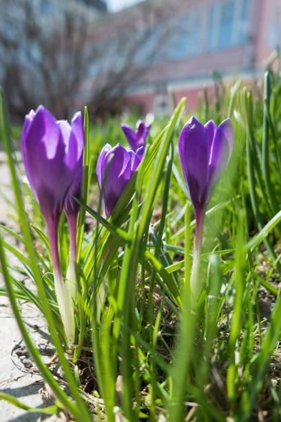 istock Crocus flowers makes the way through fallen leaves. Natural spring background. Moscow, Russia. 867022002