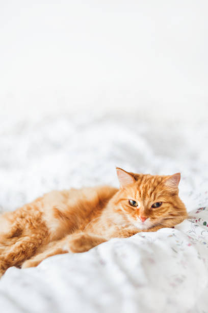 istock Cute ginger cat lying in bed. Fluffy pet looks angry. Cozy home background. 867022236
