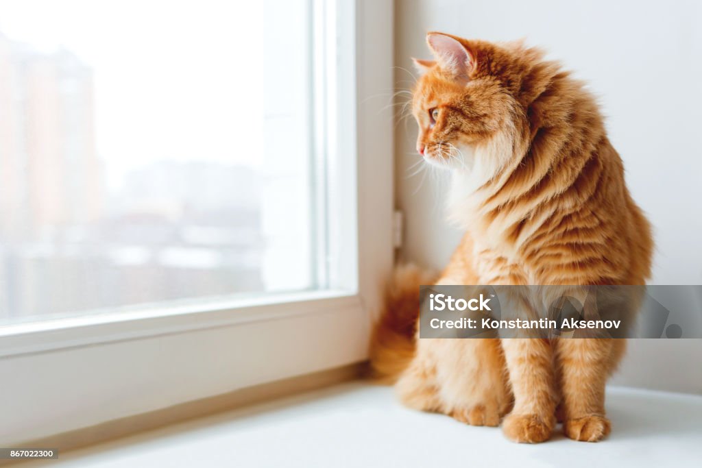 Lindo gato jengibre emplazamiento en el alféizar de la ventana y esperando algo. Mascota esponjosa se ve en ventana. - Foto de stock de Gato doméstico libre de derechos