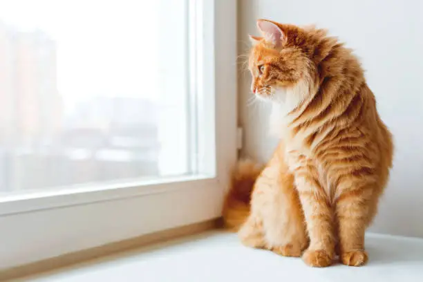 Photo of Cute ginger cat siting on window sill and waiting for something. Fluffy pet looks in window.