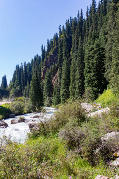 istock beautiful Christmas tree in the mountains in summer 867023074