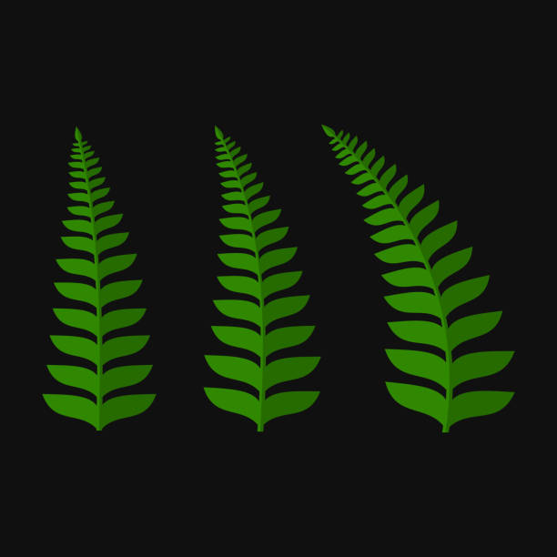 ilustrações de stock, clip art, desenhos animados e ícones de green fern leaf set - fern bracken growth leaf