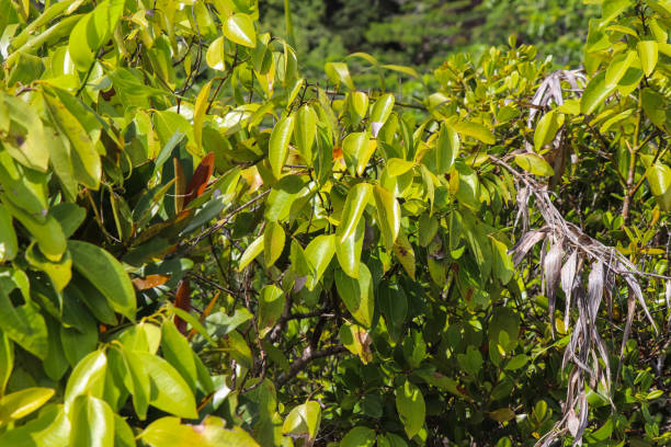 istock Seychelles nature. Mahe island. Dans Gallas trail 867024148