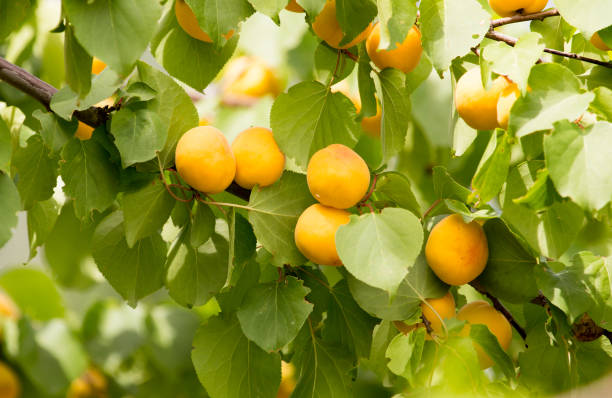 istock ripe yellow apricot on a tree 867025460
