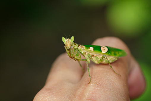 Image of Flower mantis(Creobroter gemmatus) on the finger. Insect Animal