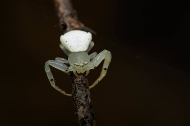 istock Image of white crab spider (Thomisus spectabilis) on dry branches. Insect Animal. 867026652