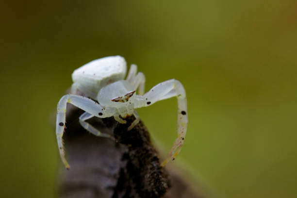 Image of white crab spider (Thomisus spectabilis) on dry branches. Insect Animal.