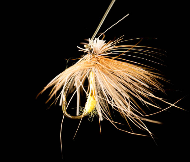 istock fly to catch fish on a black background 867026752