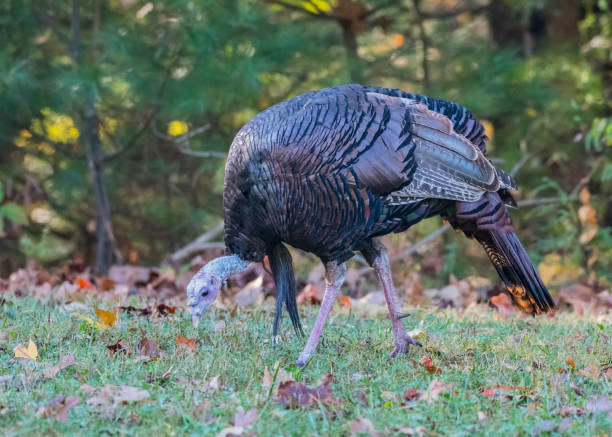 istock Single Wild Turkey Hunts for Food 867026968