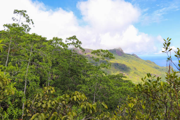 istock Seychelles nature. Mahe island. Dans Gallas trail 867027444