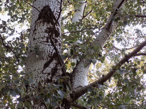 feuilles d’automne sur des branches d’arbres du grand peuplier - poplar tree treetop forest tree photos et images de collection