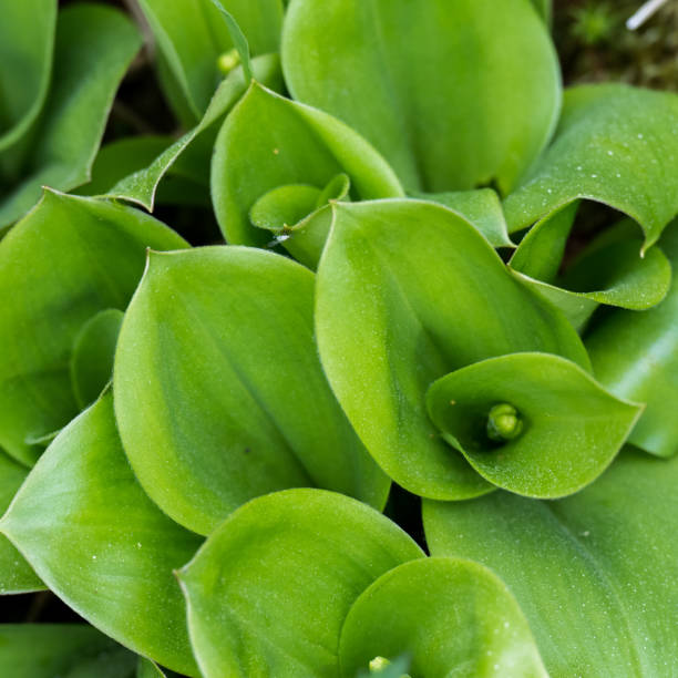 istock Square of Green Swirly Leaves 867031402