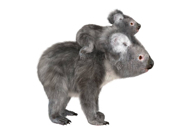 istock 3D rendering Australian koala bear with baby on white 867031588