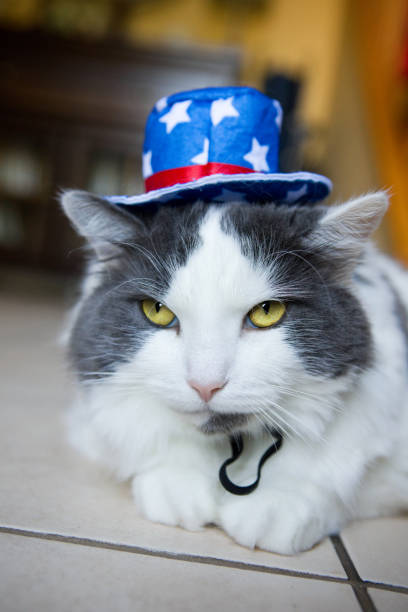 istock Annoyed Cat Wearing Patriotic Hat 867032370