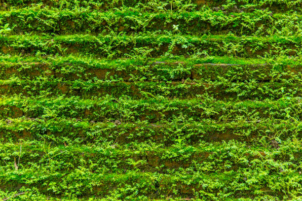 istock green moss grown on brick wall for wet rainforest background 867034554