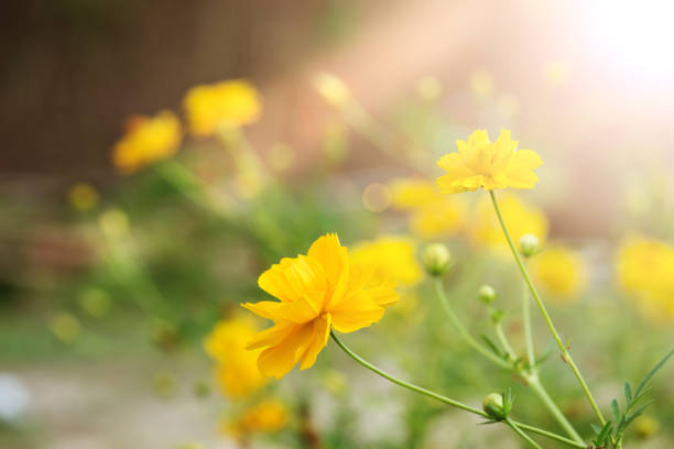 istock Good morning Cosmos flower. 867034592