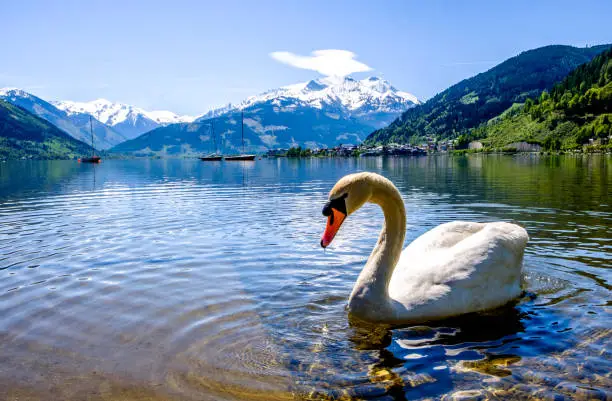zeller see (zeller lake) in austria