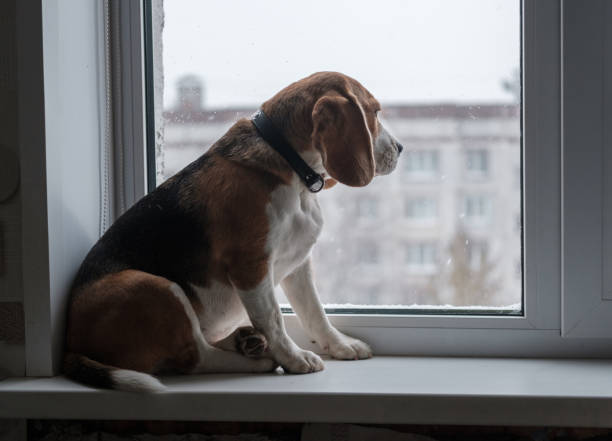 istock Beagle dog looking at the snow outside the window 867034698