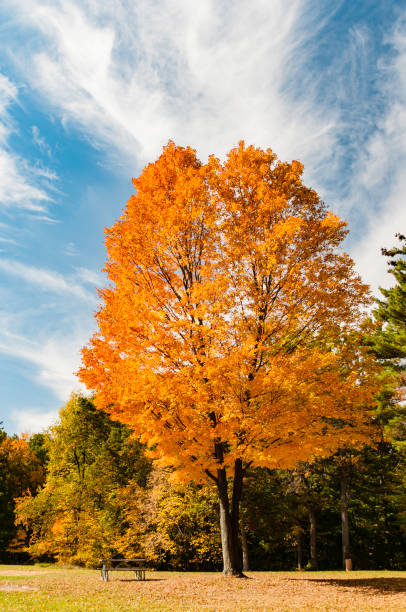 acero di zucchero in autunno - sugar maple foto e immagini stock