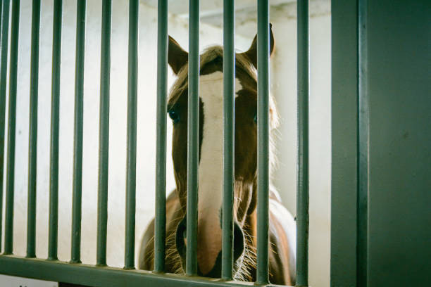 istock brown horse in the stable 867035624