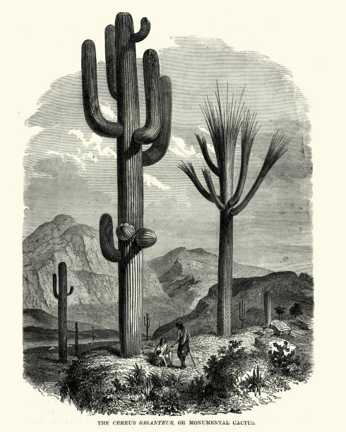 saguaro (carnegiea gigantea), xix wiek - sonoran desert illustrations stock illustrations