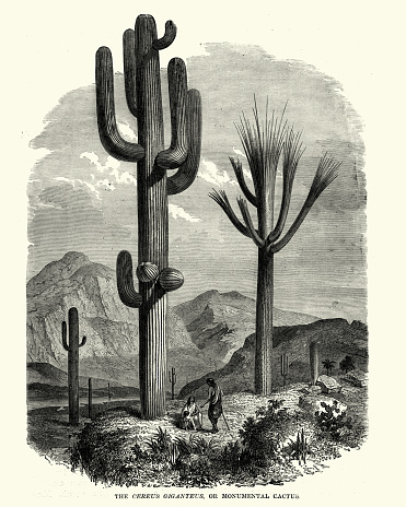 Vintage engraving of Saguaro (Carnegiea gigantea), 19th Century. An arborescent (tree-like) cactus species in the monotypic genus Carnegiea, which can grow to be over 40 feet (12 m) tall. It is native to the Sonoran Desert in Arizona, the Mexican State of Sonora, and the Whipple Mountains and Imperial County areas of California.