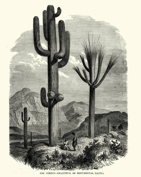 Saguaro (Carnegiea gigantea), 19th Century Vintage engraving of Saguaro (Carnegiea gigantea), 19th Century. An arborescent (tree-like) cactus species in the monotypic genus Carnegiea, which can grow to be over 40 feet (12 m) tall. It is native to the Sonoran Desert in Arizona, the Mexican State of Sonora, and the Whipple Mountains and Imperial County areas of California. arizona illustrations stock illustrations
