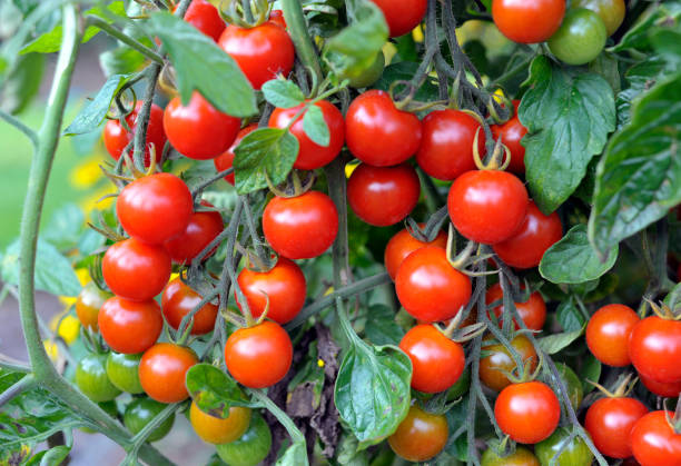 Tomato Outdoor grown Cherry tomatoes, F1 Sweet Million, ripening on the vine in a garden. tomato plant photos stock pictures, royalty-free photos & images
