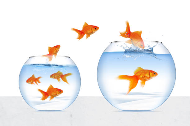 Picture of goldfish moving to better place in the transparent aquarium stock photo