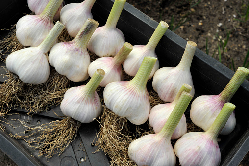Garlic heads or bulbs, allium sativum, harvested and drying in sunshine ready for storage and use.