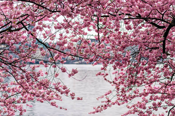 Cherry Blossom - Sakura - Cherry Blossoms stock photo