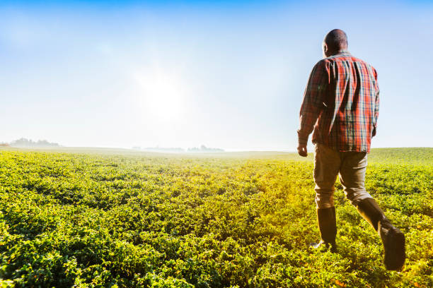istock Farmer in a field of crops 867042976