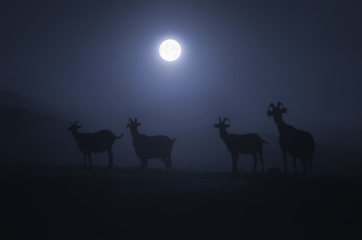 horned goats at the night