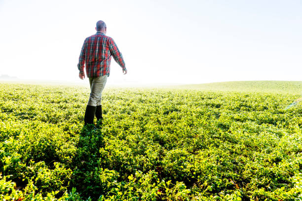 istock Farmer in a field of crops 867043302