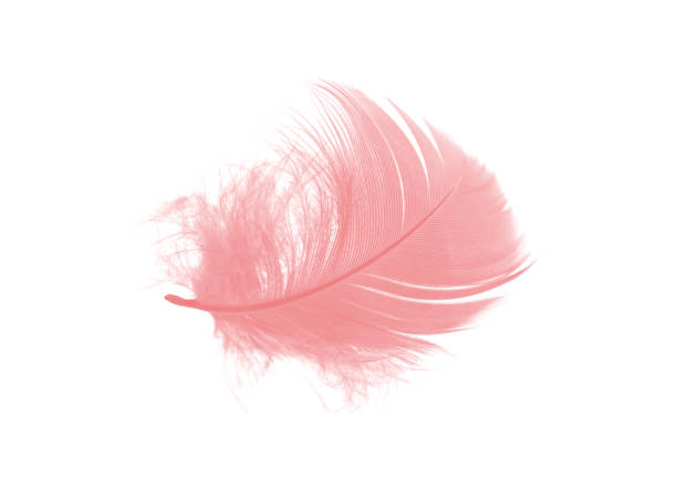 istock coral pink feather on white background 867043788