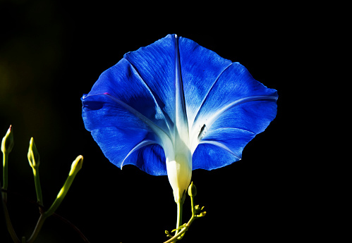 Dark background emphasizes a blooming Morning Glory.