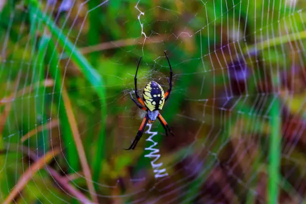 Spider garden-spider Araneus type of spider araneomorphae from the spider family Orb-web Araneidae