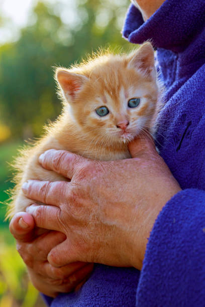 istock Woman holding kitten in her arms 867046520