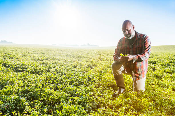 istock Farmer in a field of crops 867051976